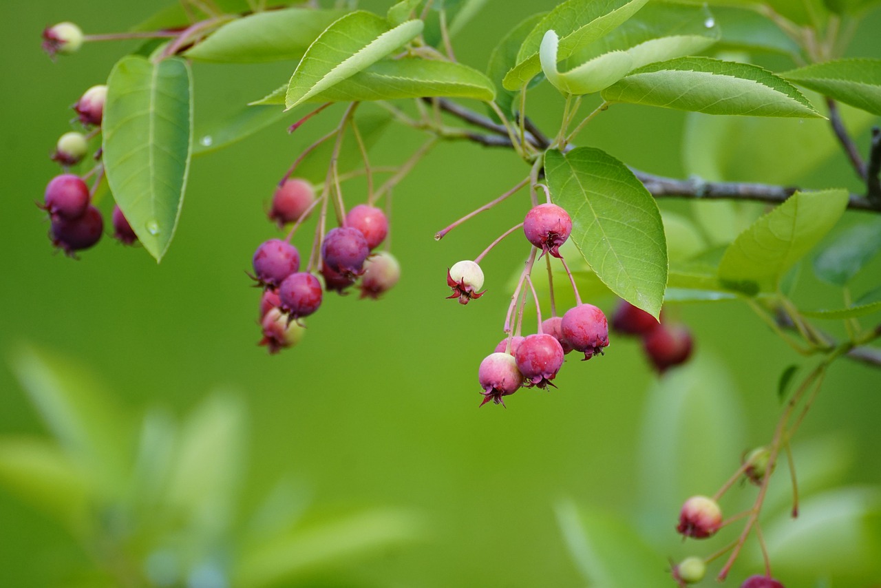 amelanchier gac1155519 1280
