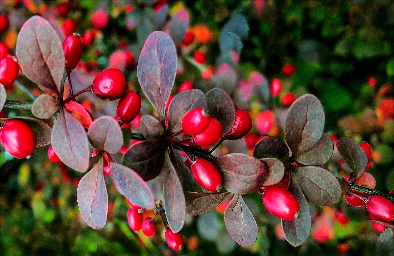 barberry g4dcb56513 1280