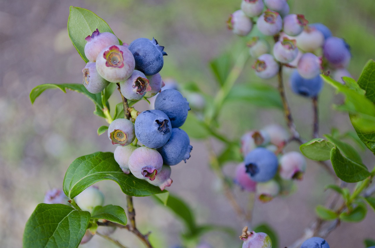 blueberries g7f27f9af1 1280