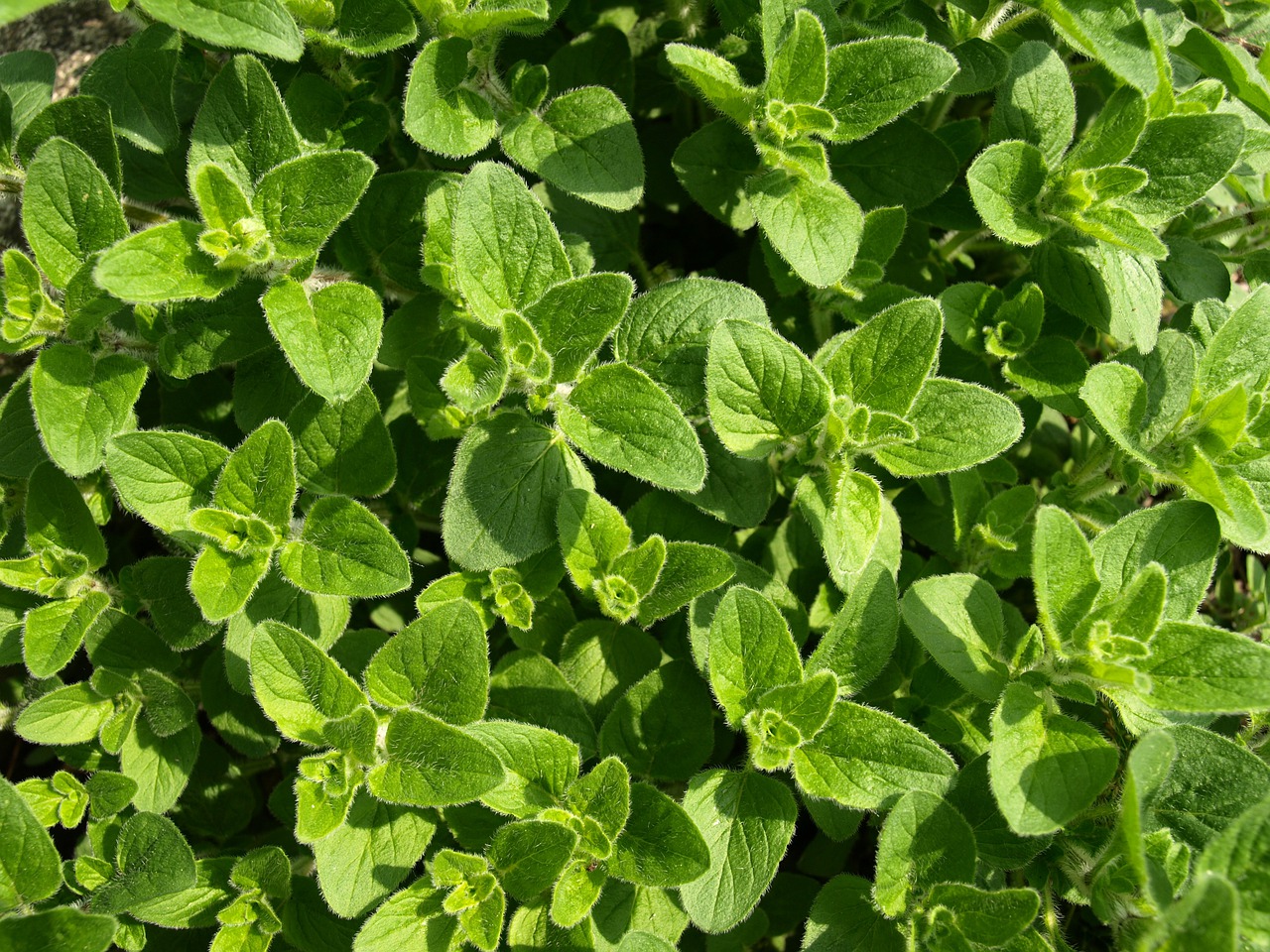 oregano g3ef01518c 1280